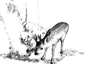 babydeersad.jpg