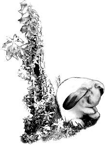 bunnycry.jpg