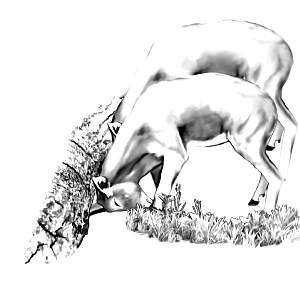 deer2.jpg