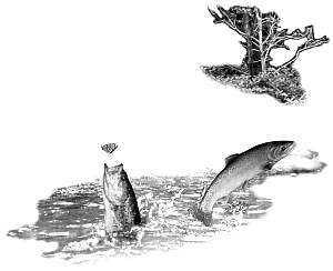 fish2.jpg