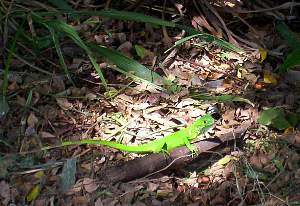 lizard2.jpg