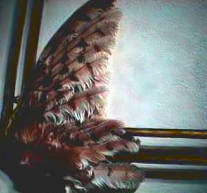 wing.jpg